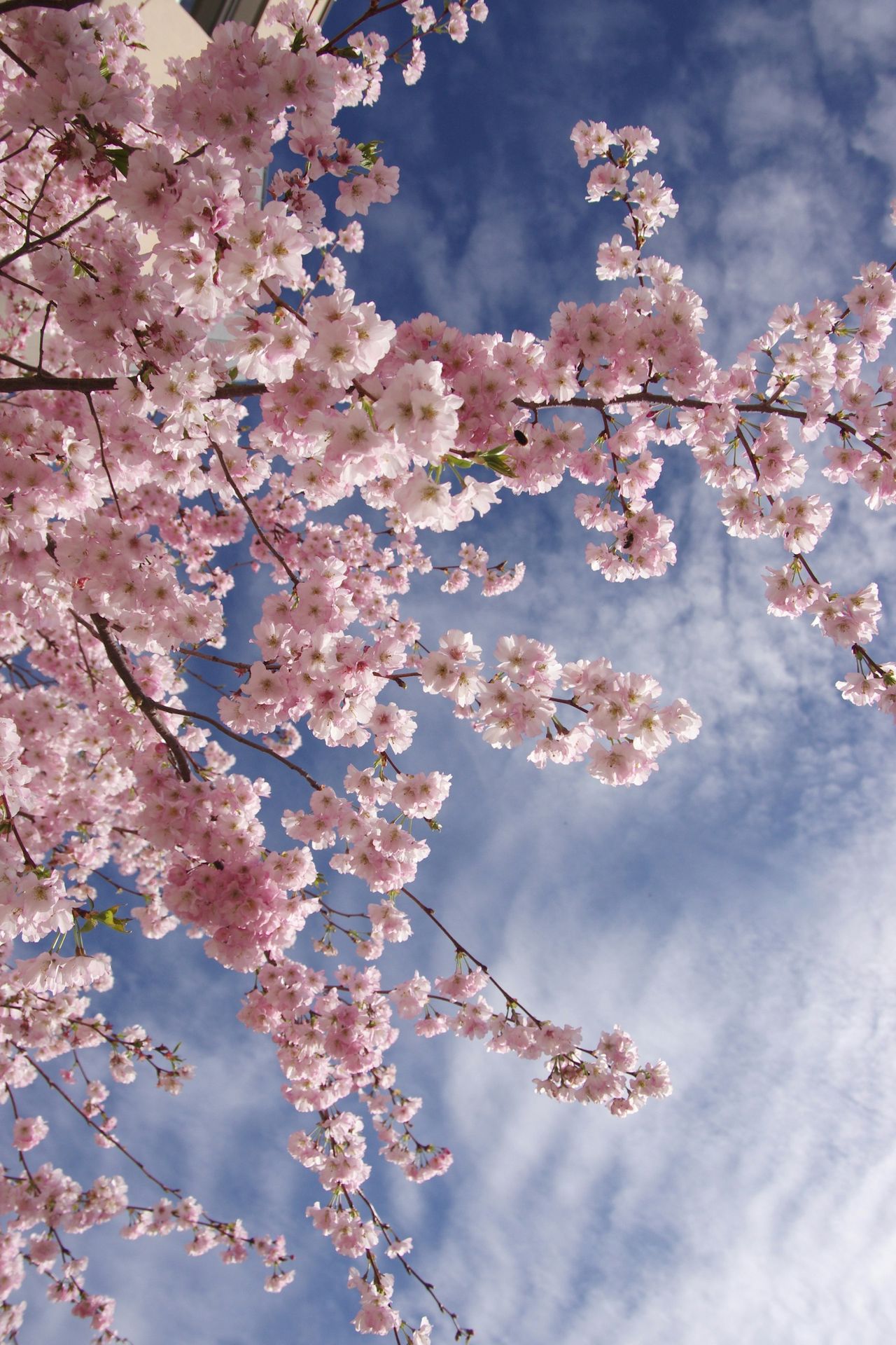 A tree with lots of pink flowers in front of a blue sky